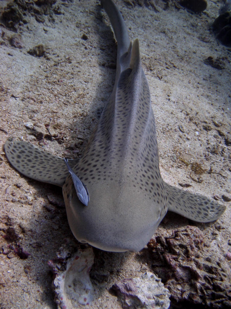 Stegostoma fasciatum (Squalo zebra)